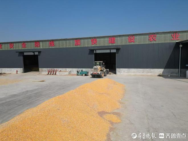 210万农担贷助力泰安秋粮抢收种粮大户将再建300吨烘干塔(图3)