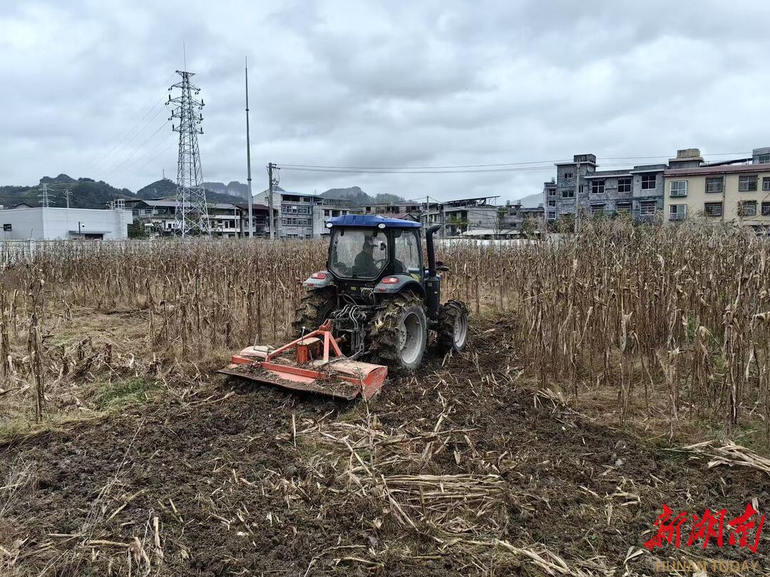 龙山秸秆利用率超95%年均带动农户节本增收2000余万元必赢国际(图1)
