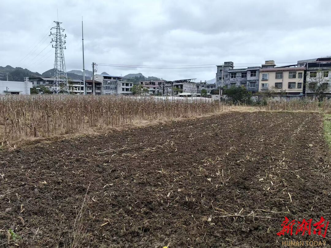 龙山秸秆利用率超95%年均带动农户节本增收2000余万元必赢国际(图3)