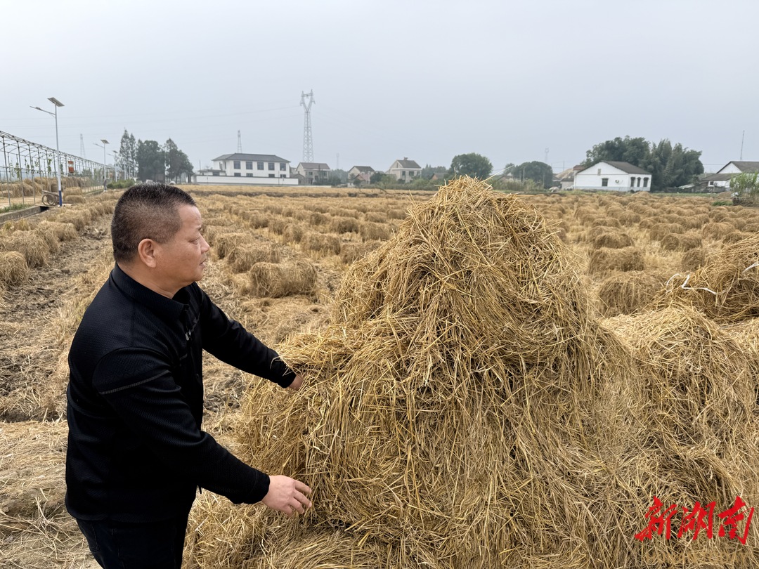 Bwin必赢资阳区秸秆“变废为宝”助农增收湖南日报市州头条(图1)