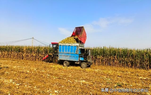 必赢从“愁人草”到“黄金料”——元氏县秸秆综合利用走出绿色致富路(图1)