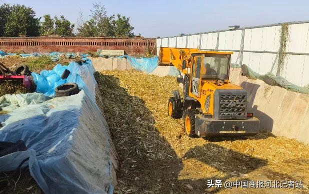 必赢从“愁人草”到“黄金料”——元氏县秸秆综合利用走出绿色致富路(图2)