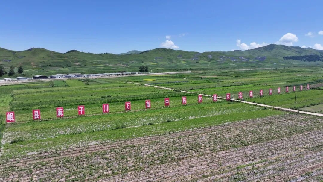 千年药乡焕新颜岷县道地药材引领全产业链高质量发展(图2)