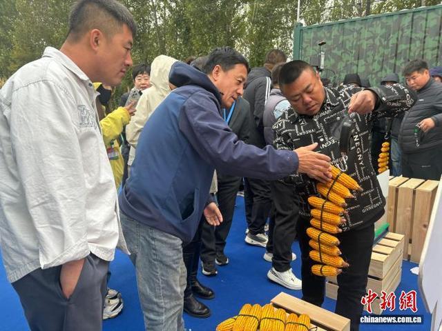 科尔沁黄金玉米带见闻：冬闲人不闲粮满底气足(图2)