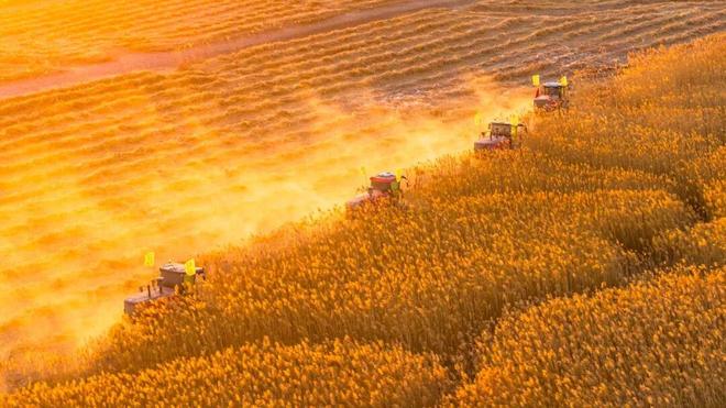 苇海金涛翻浪涌机械欢歌收割忙(图1)