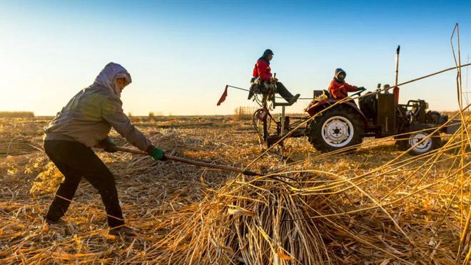 苇海金涛翻浪涌机械欢歌收割忙(图2)