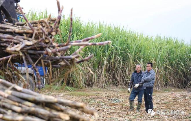 柳城秸秆禁烧困局：为何挡不住田间一把火？(图3)