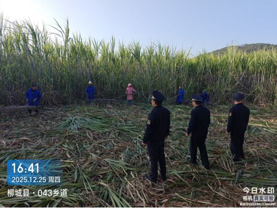 柳城秸秆禁烧困局：为何挡不住田间一把火？(图4)