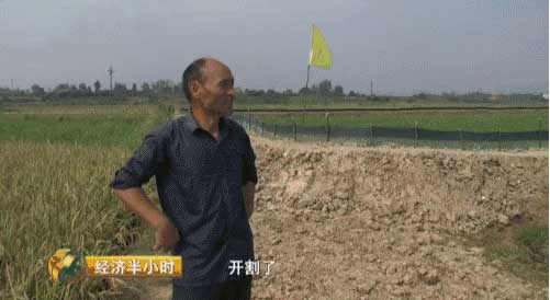 《经济半小时》20160927湖北沙洋：大水后的秋收(图2)