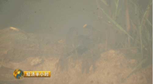 《经济半小时》20160927湖北沙洋：大水后的秋收(图3)