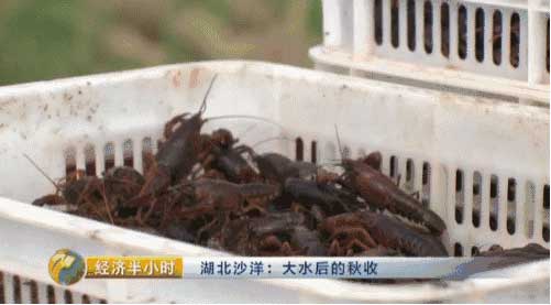 《经济半小时》20160927湖北沙洋：大水后的秋收(图4)