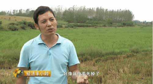 《经济半小时》20160927湖北沙洋：大水后的秋收(图5)
