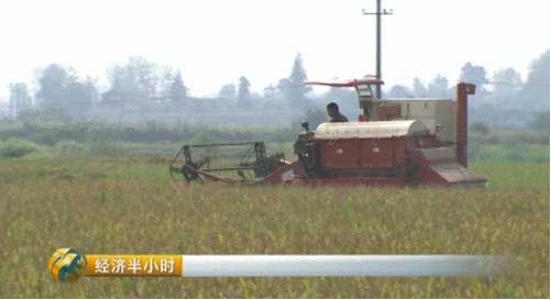 《经济半小时》20160927湖北沙洋：大水后的秋收(图6)
