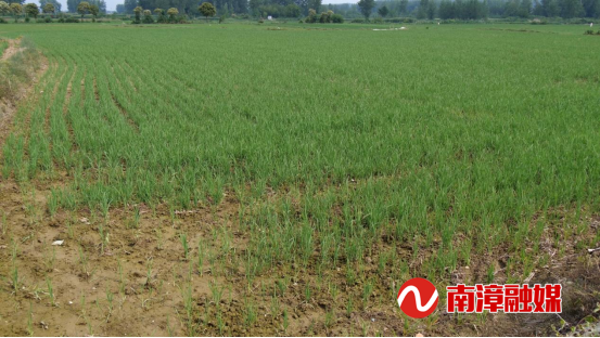 Bwin必赢“南漳造”旱稻播种机俏销荆楚(图1)