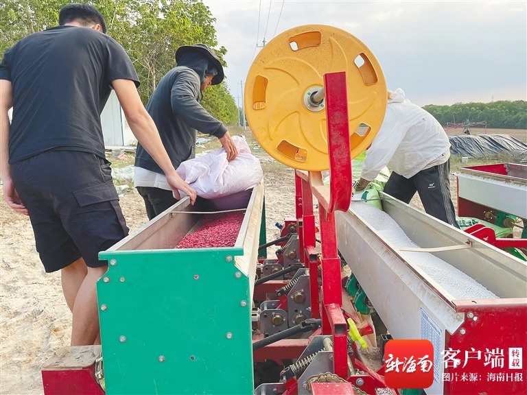 儋州花生基地来了“新助手”(图1)
