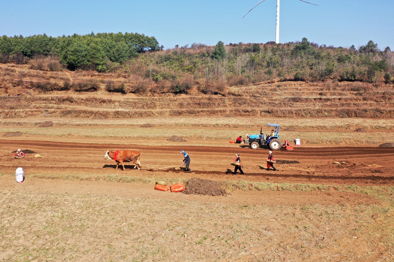 贵州威宁：150必赢万亩马铃薯全面播种(图1)