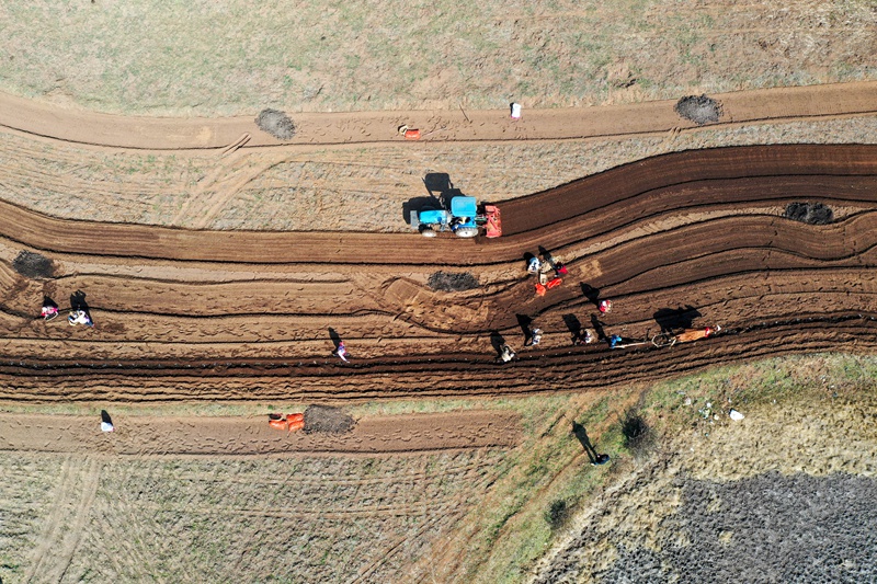 贵州威宁：150必赢万亩马铃薯全面播种(图2)