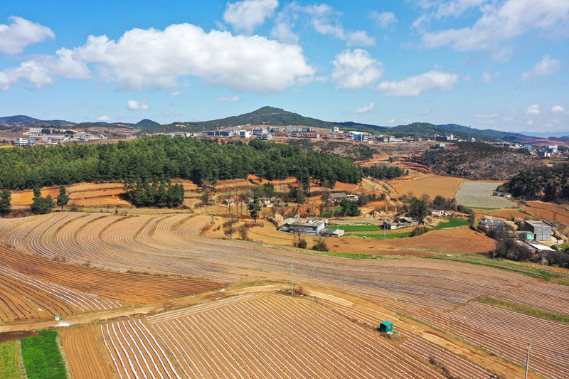 贵州威宁：150必赢万亩马铃薯全面播种(图3)