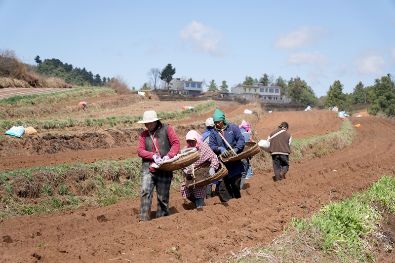 贵州威宁：150必赢万亩马铃薯全面播种(图4)