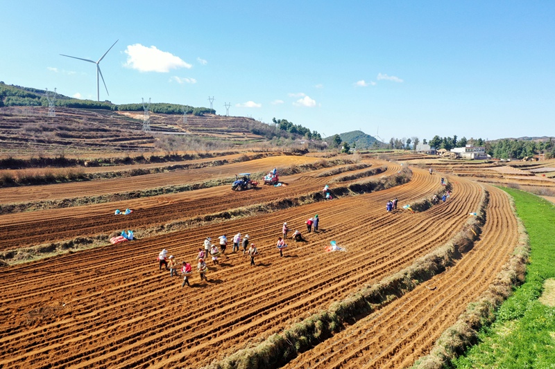 贵州威宁：150必赢万亩马铃薯全面播种(图5)