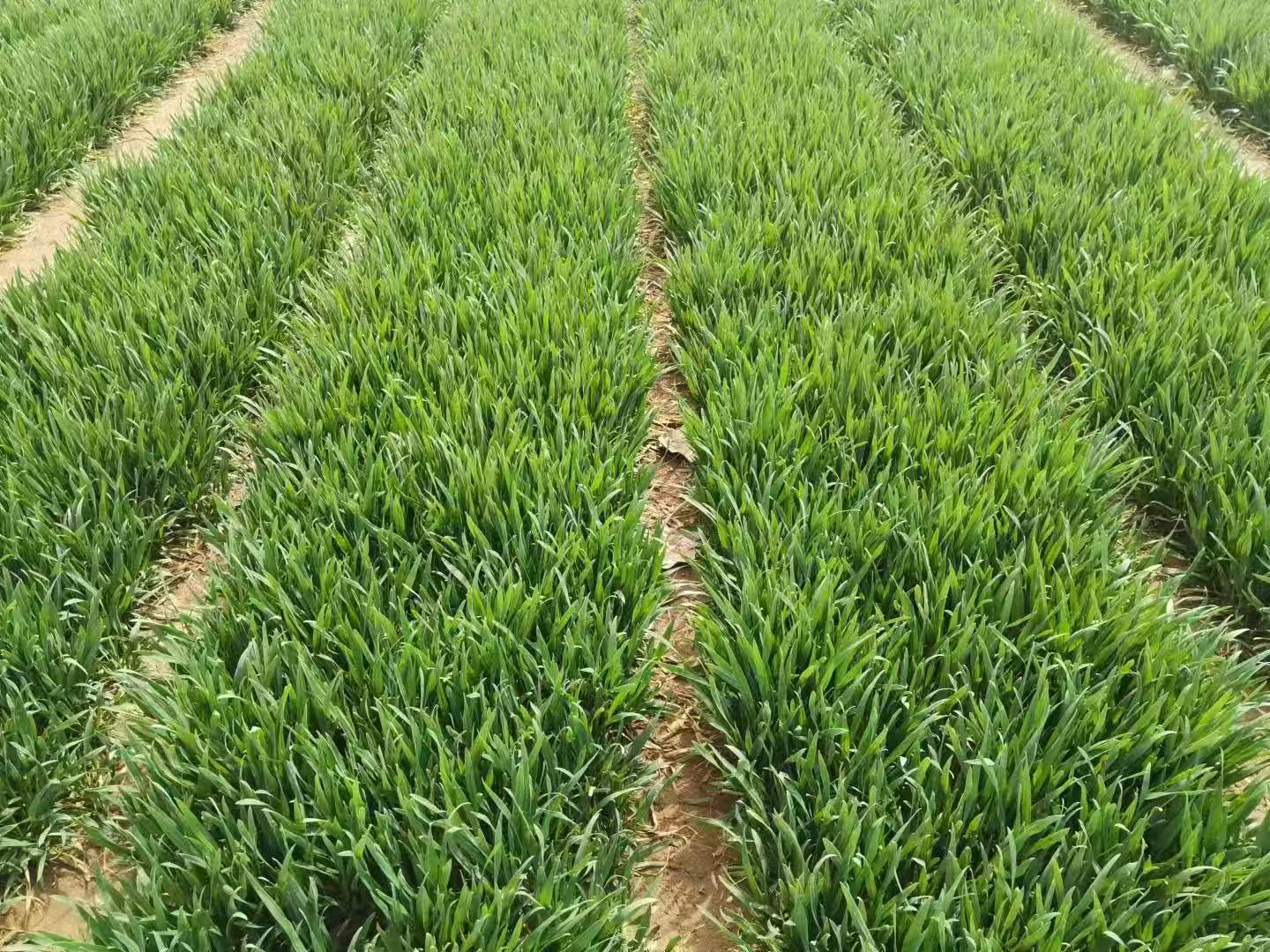 2026年小麦播种机市场测评:五大主流品牌深度解析与选型指南必赢国际(图2)