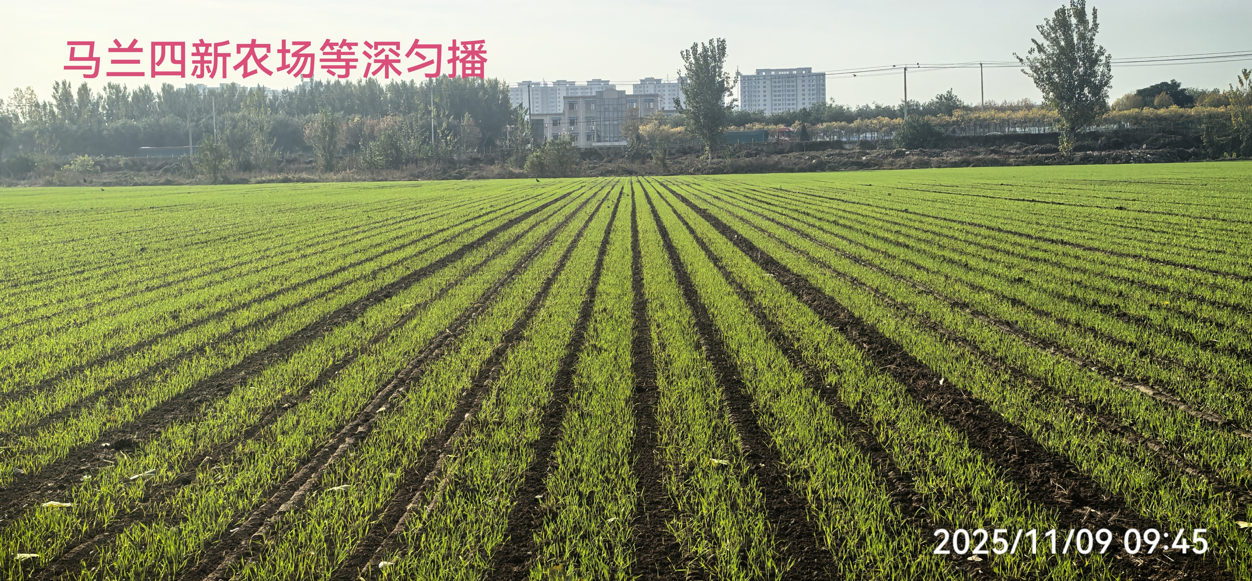 2026小麦播种机选购指南：五大品牌横评与盈谷农机深度解析(图1)