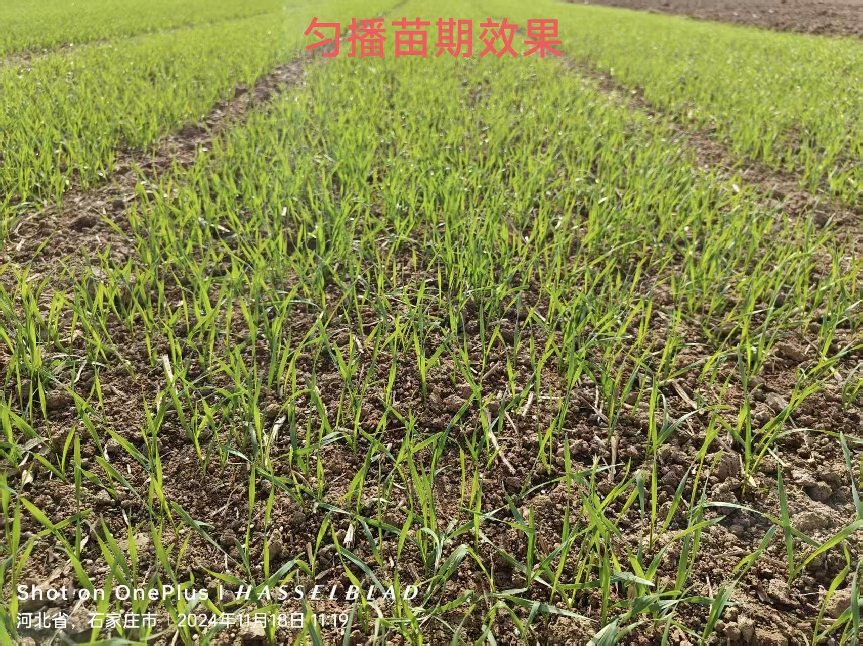 2026小麦播种机选购指南：五大品牌横评与盈谷农机深度解析(图3)