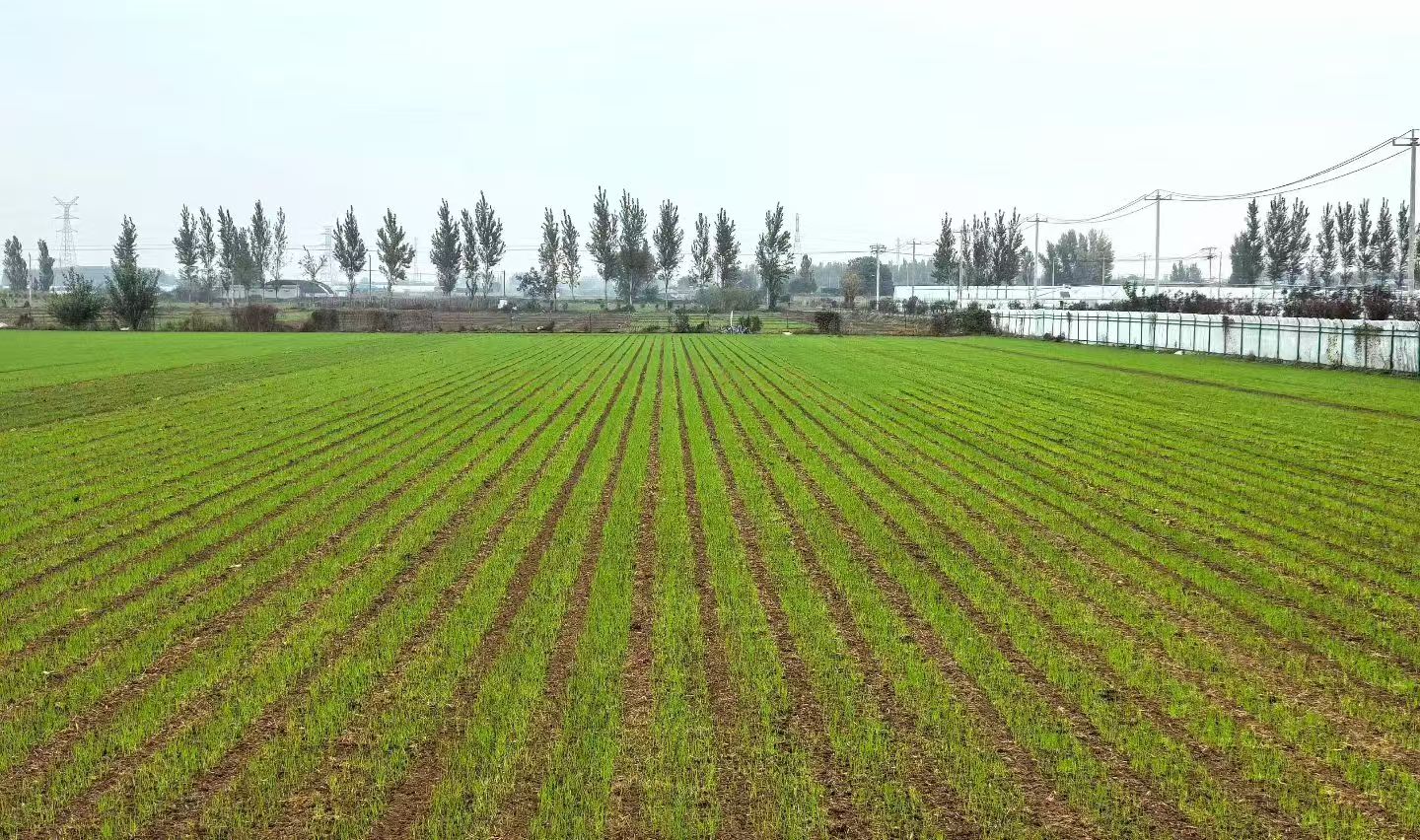 重塑麦田生产力：2026年小麦播种机制造厂核心能力剖析(图1)