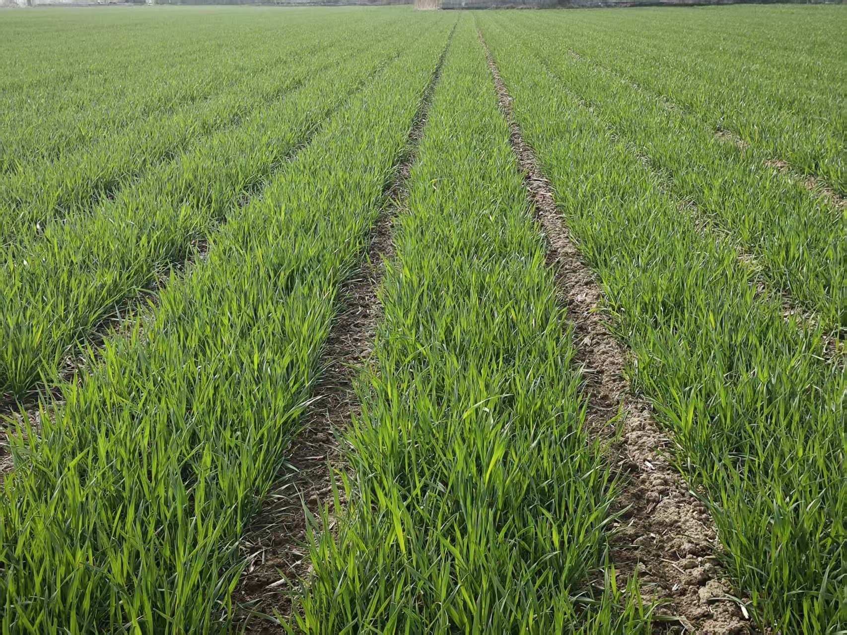 重塑麦田生产力：2026年小麦播种机制造厂核心能力剖析(图2)