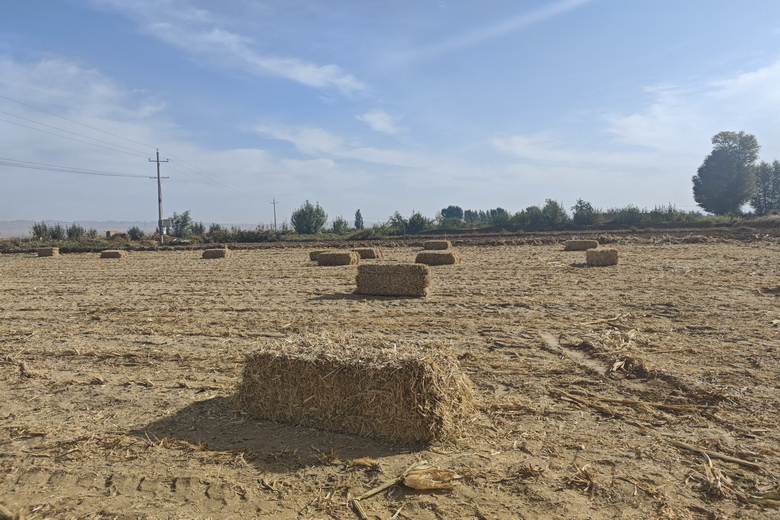 【深化“三抓三促”行动】罗城镇:秸秆回收“变废为宝”蹚出生态增收双赢路(图3)