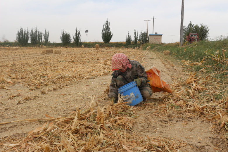 【深化“三抓三促”行动】罗城镇:秸秆回收“变废为宝”蹚出生态增收双赢路(图4)