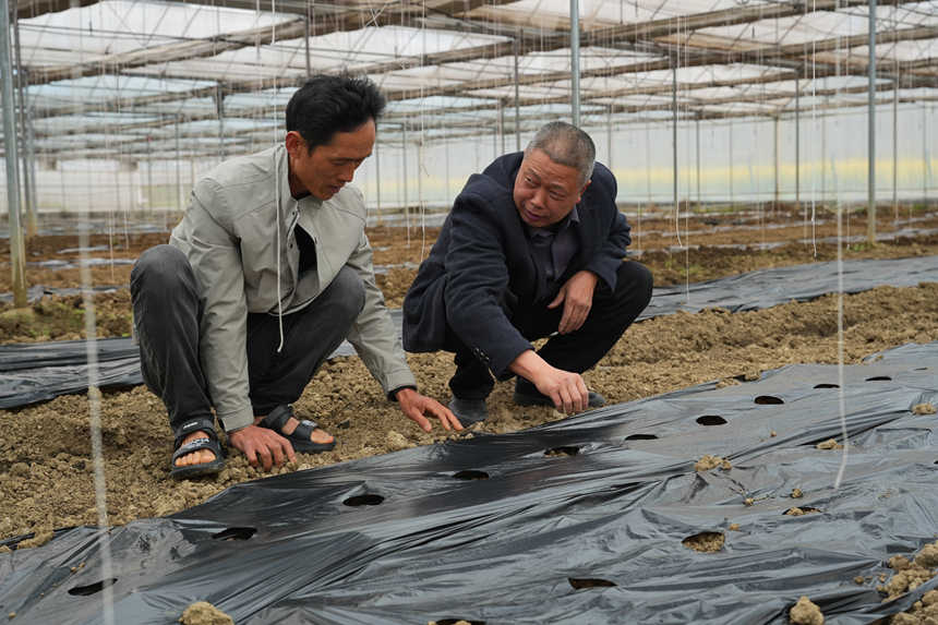 仁怀茅坝镇：机械春耕“提速”农技服务“护航”(图4)