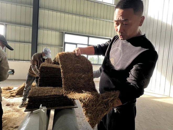 江苏昔日“草垛垛”何以变身全链“香饽饽”？南通秸秆综合利用率达9739%……(图2)