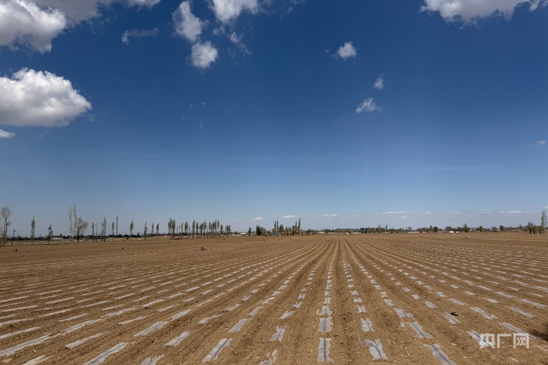 高质量发展“新”速度丨千亩黑种草子“搭”特色产业船Bwin必赢(图2)