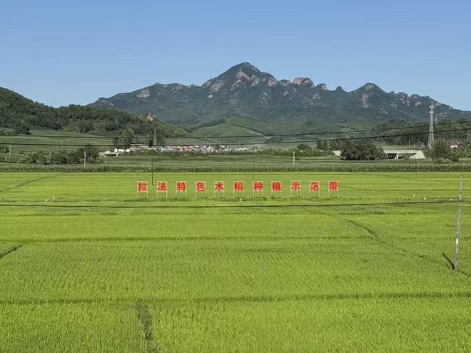 拉法山下备耕忙！小小合作社撑起乡村共富大产业(图1)